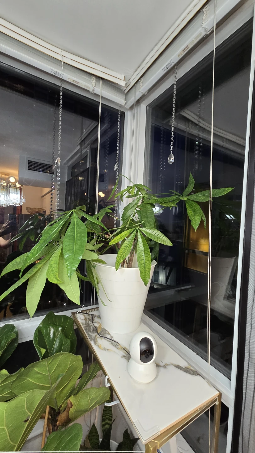 Money Tree Plant