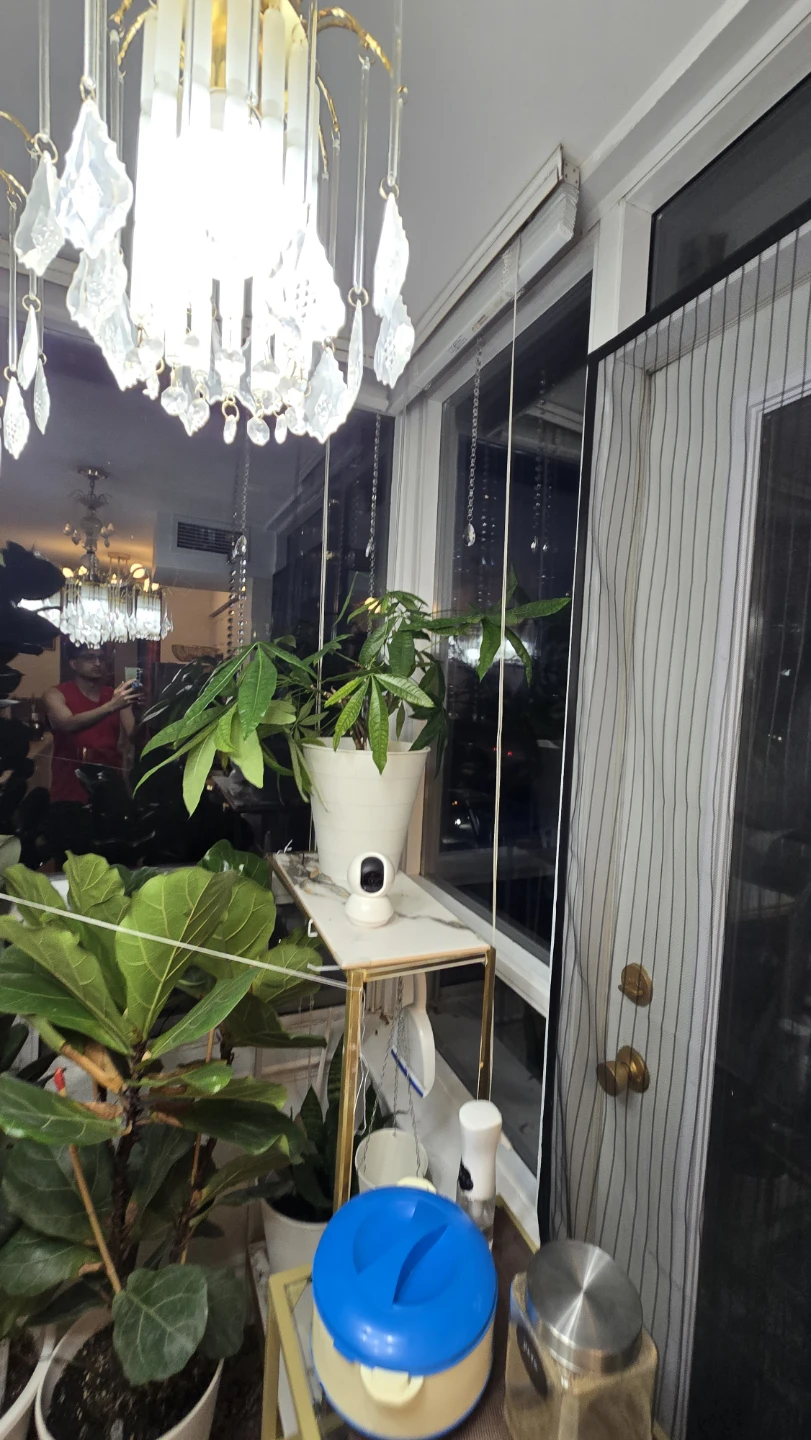 Money Tree Plant - photo 2
