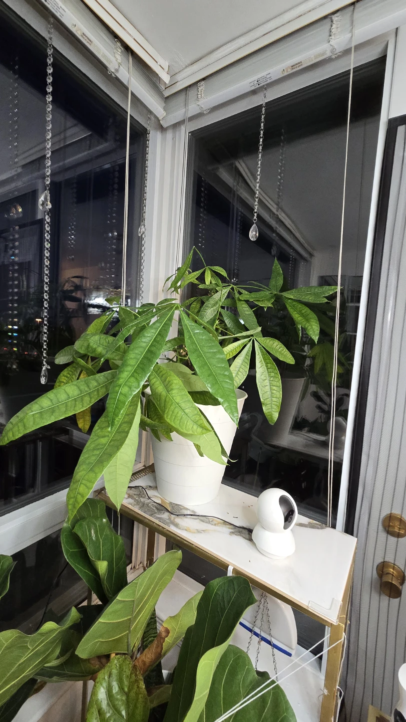 Money Tree Plant - photo 3