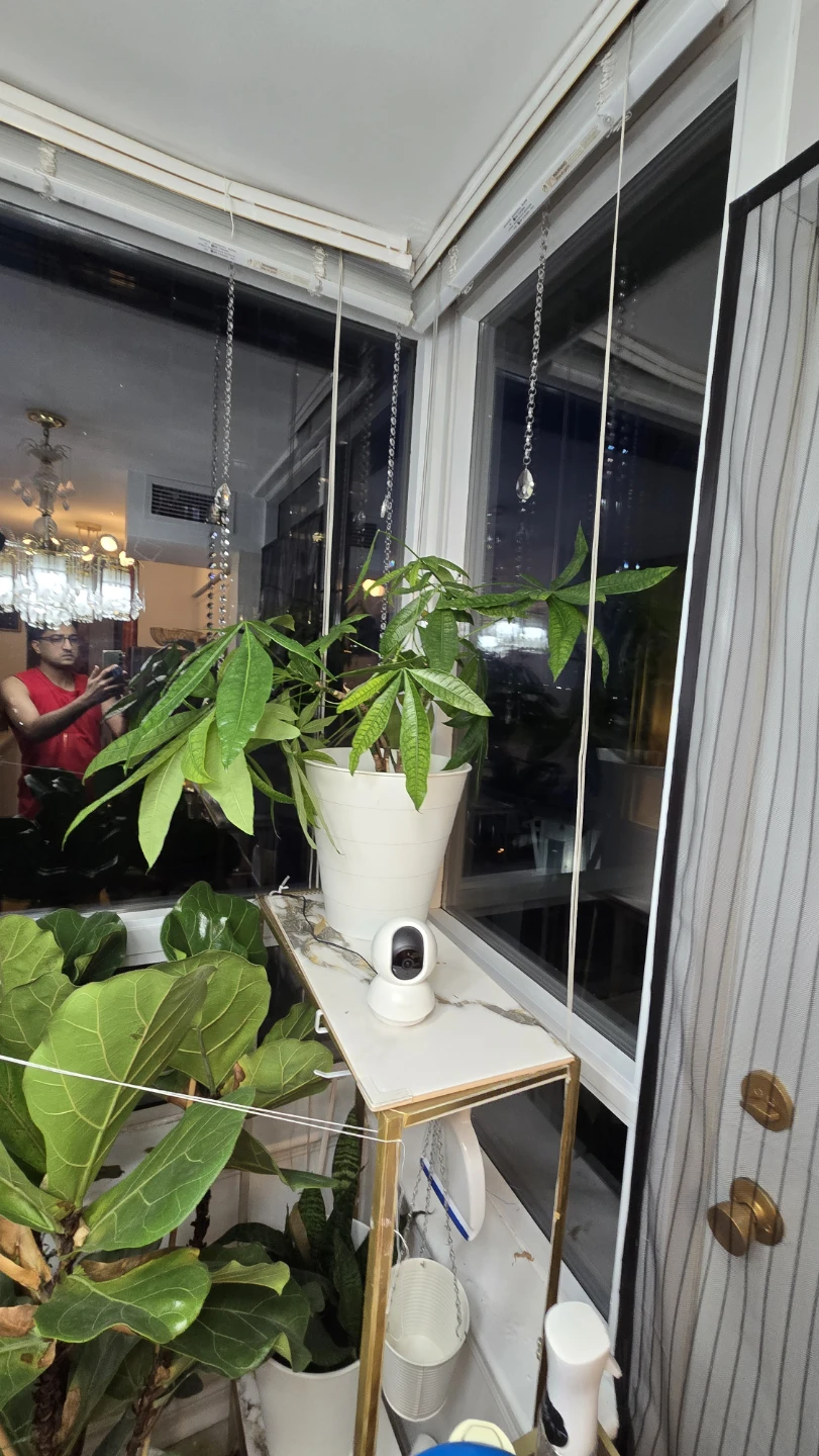 Money Tree Plant - photo 4