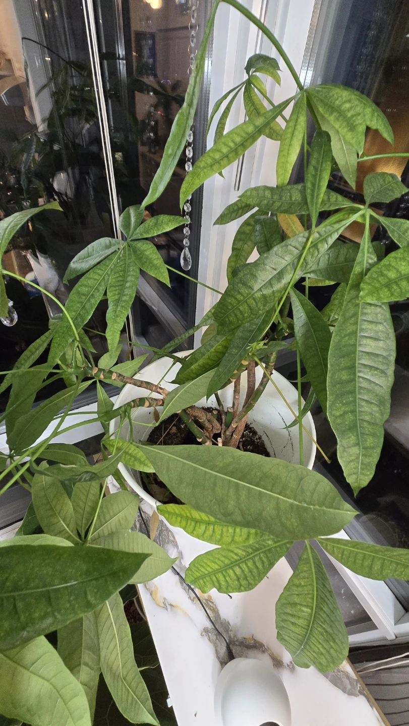 Money Tree Plant - photo 5