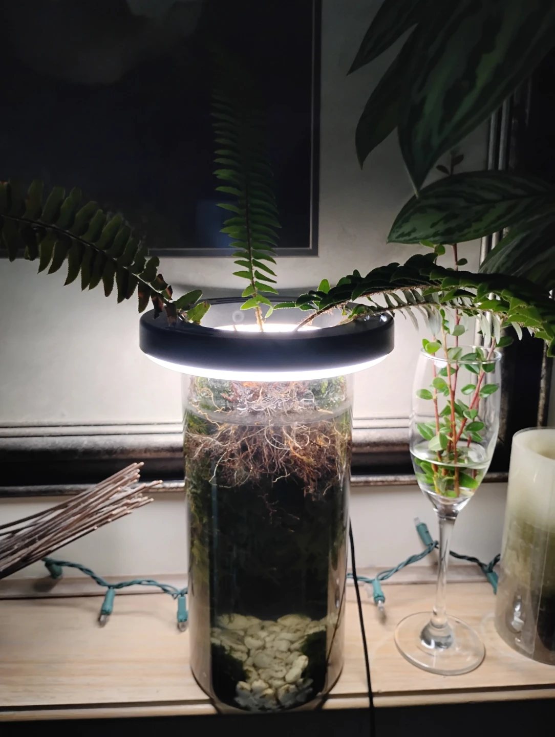 Terrarium with LED Grow Light