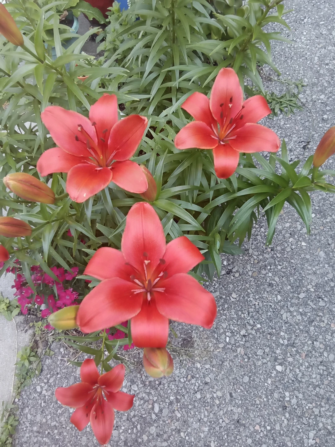Red Lily Flowers