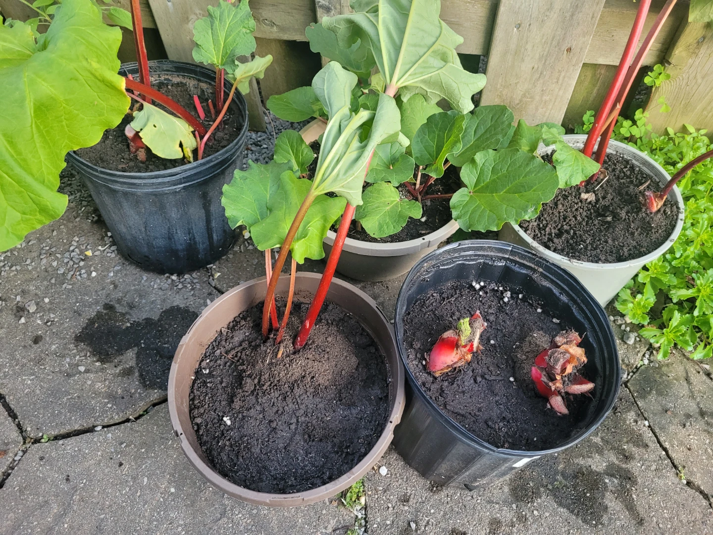 Rhubarb Plants in Pots
