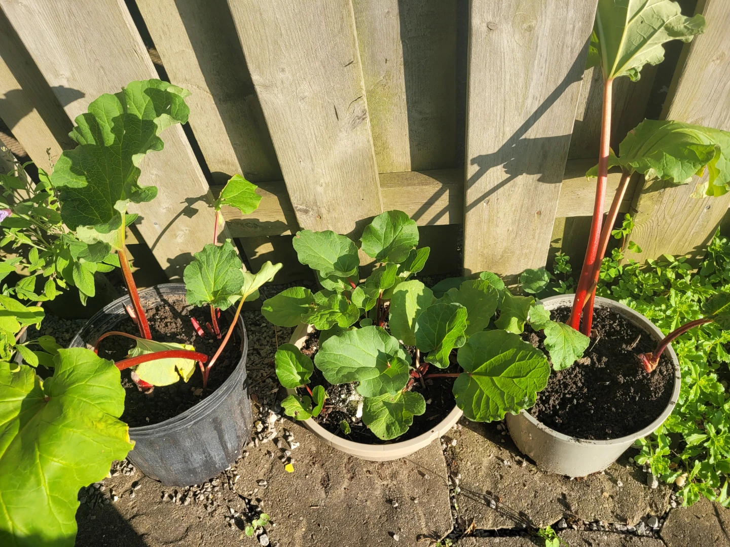 Rhubarb Plants in Pots - photo 2