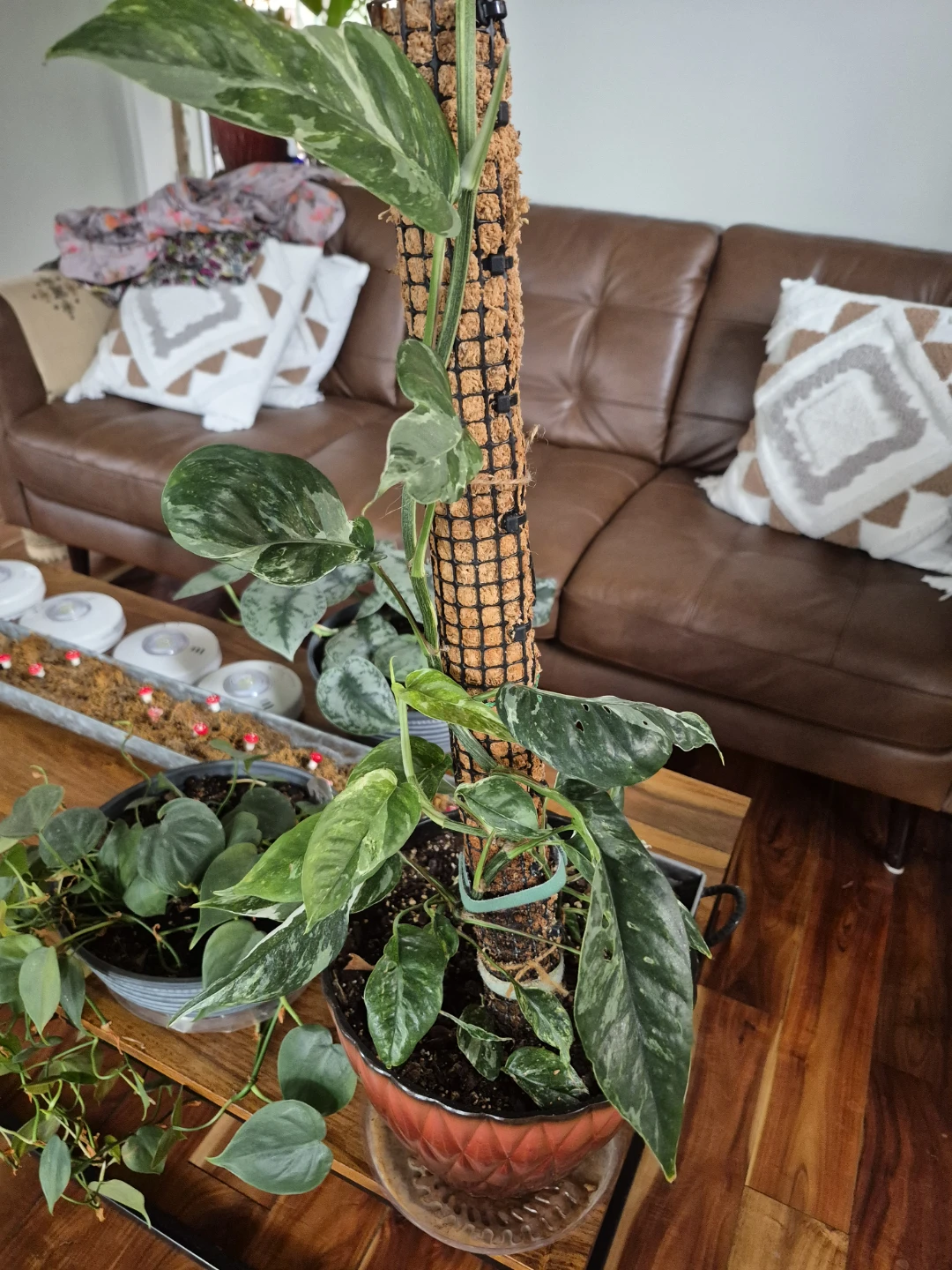 Indoor plants/philodendron - photo 3