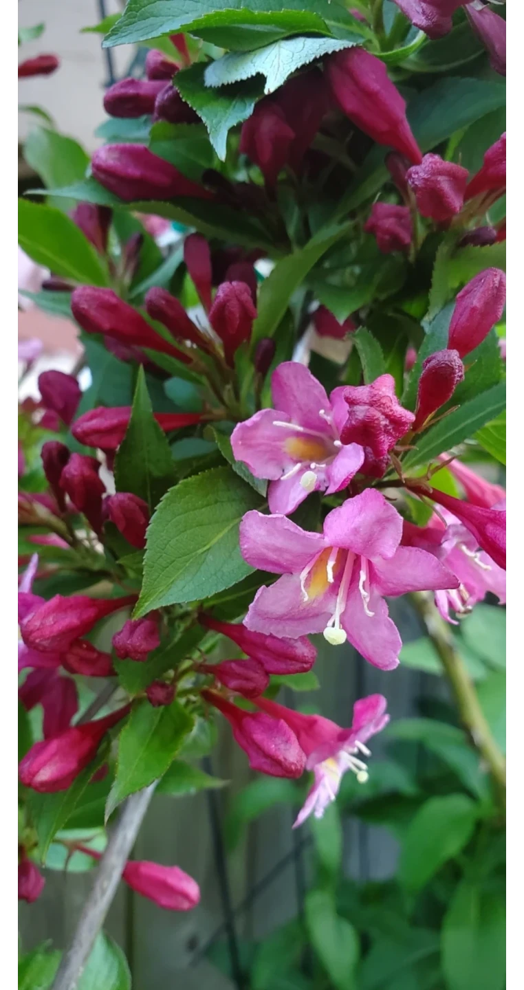 Reblooming Weigela - Sonic Bloom Pink