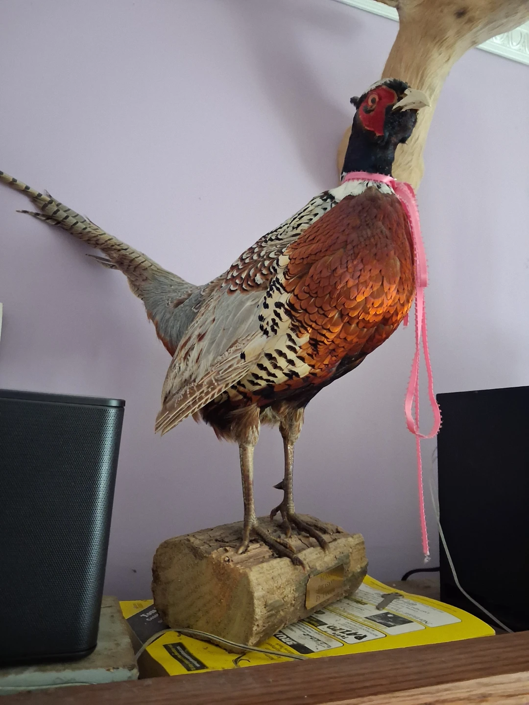 Taxidermy Pheasant Mounts