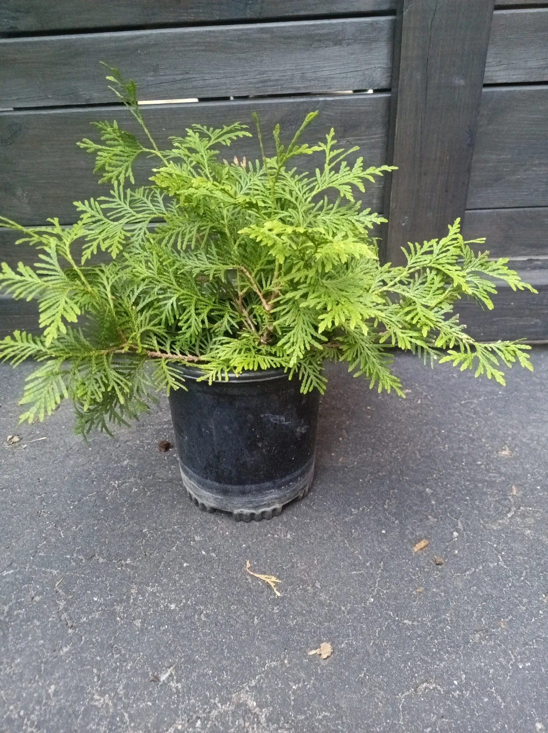 Dwarf Evergreen Shrub in Pot - photo 2