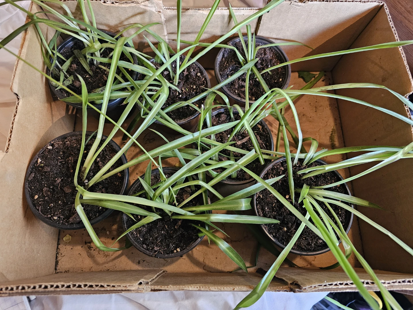 Spider Plants