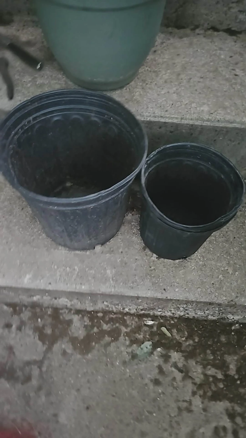 Plasti nursery pot ⚽️
