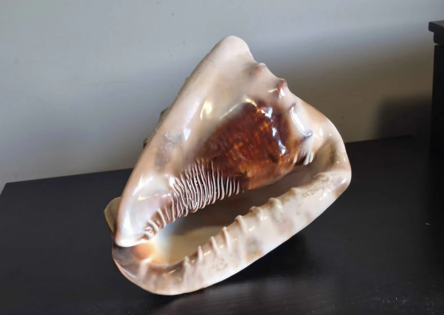 Large Conch Shell for Decor - photo 3