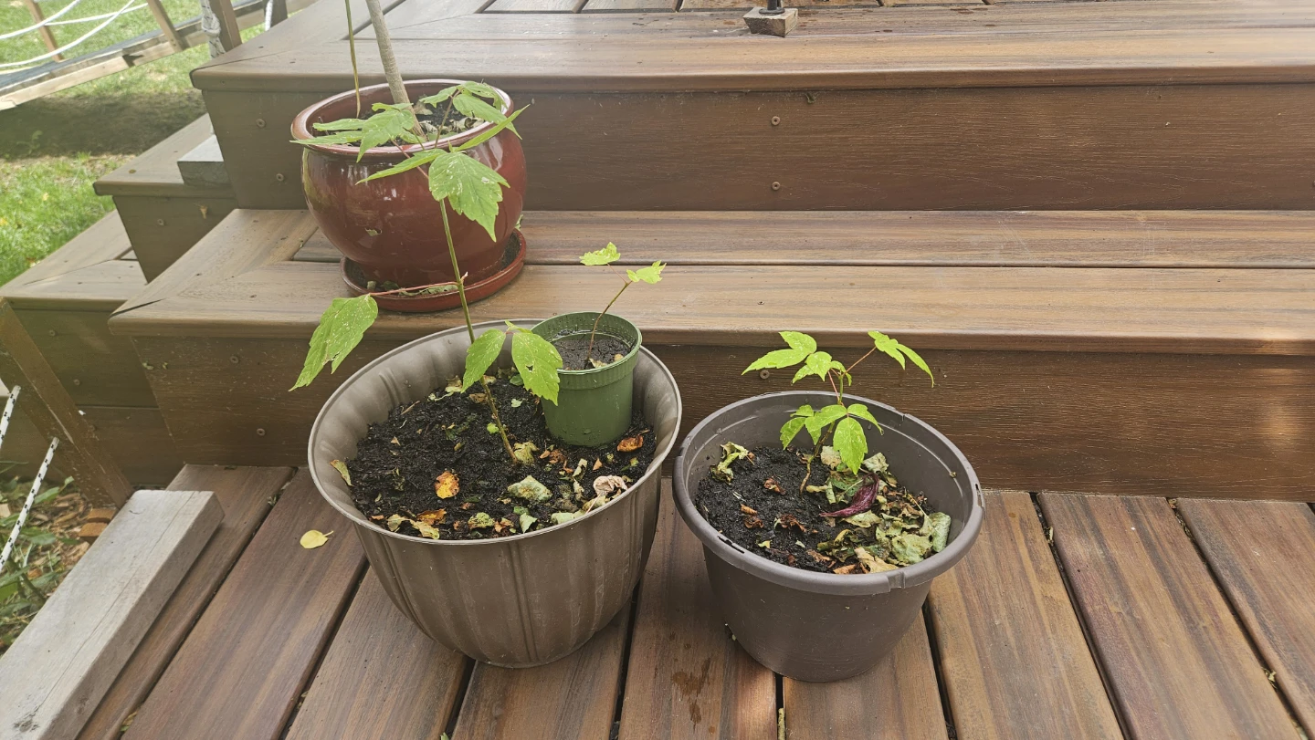 MAPLE TREE SAPLINGS