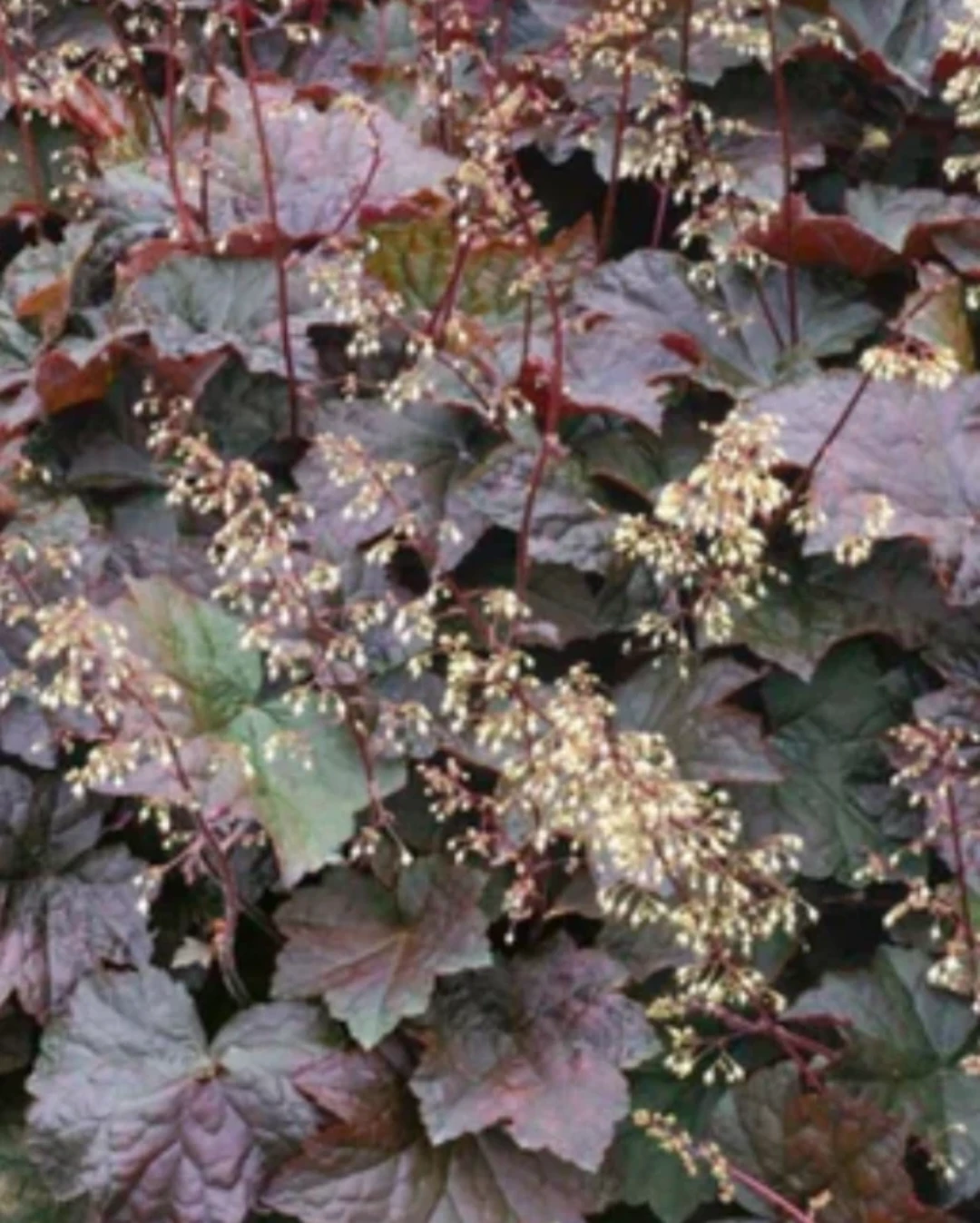 Coral Bells - photo 2