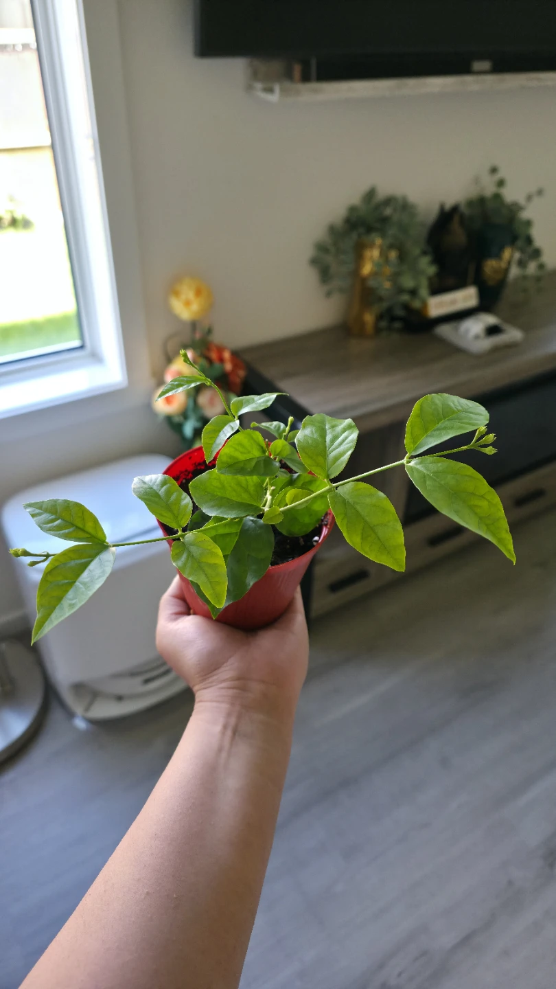 Flowering Jasmine Plants for sale