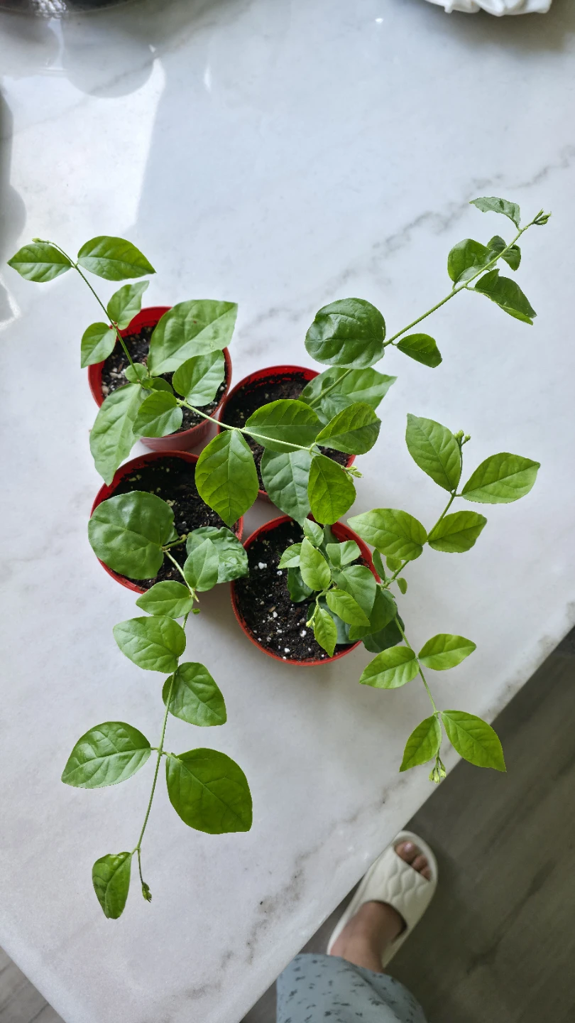 Flowering Jasmine Plants for sale - photo 4