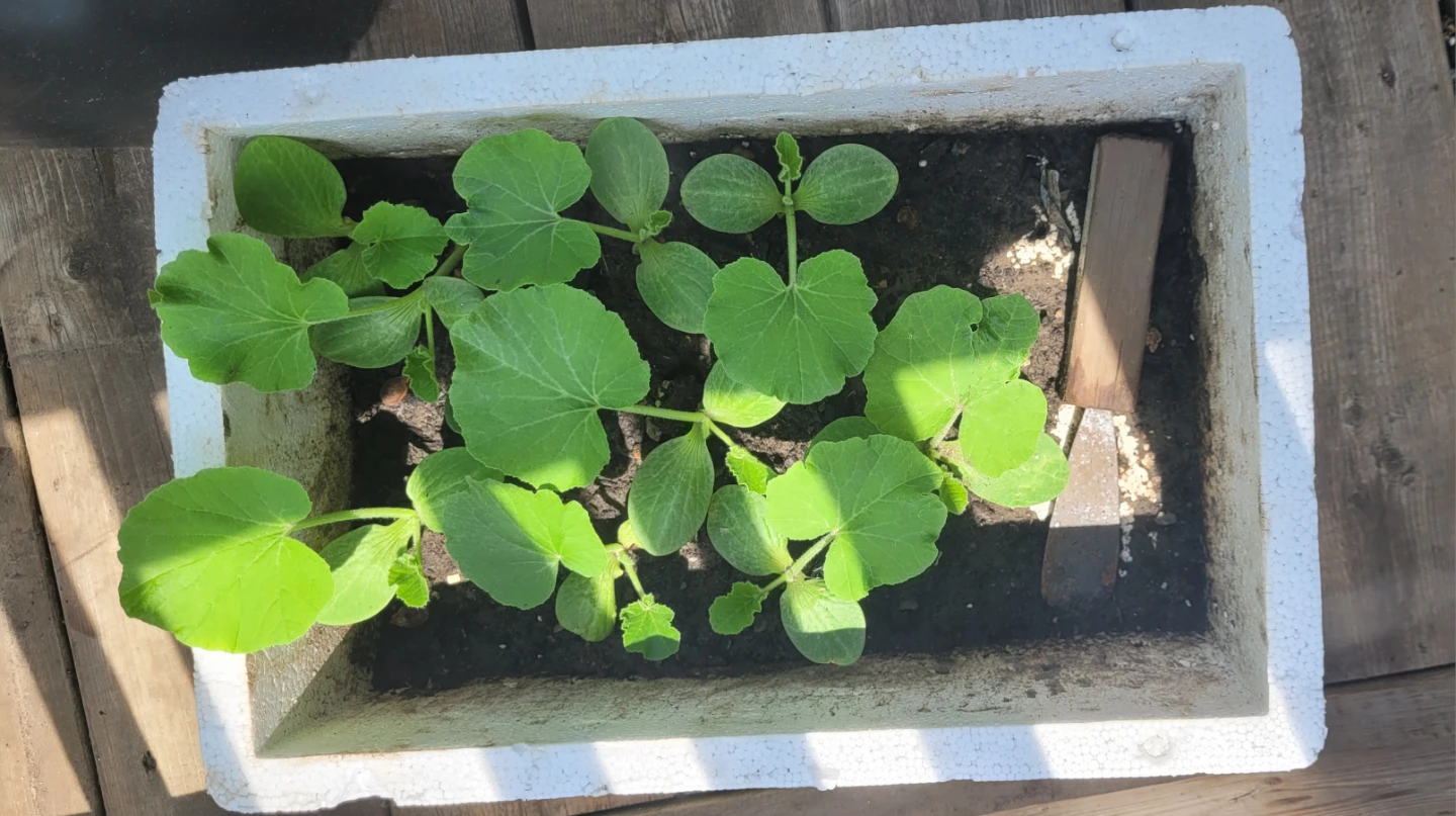 Kabocha Squash Seedlings (Japanese Pumpkin) - photo 2