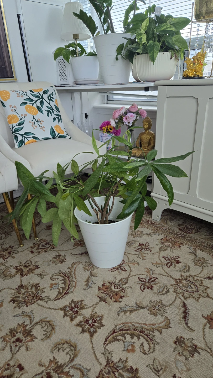 Money tree - photo 2