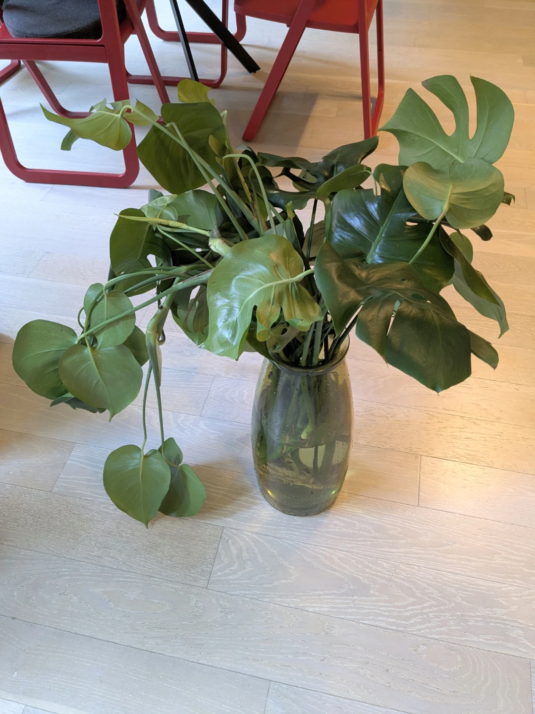 Monstera Deliciosa Plant in Water - Ready to plant - photo 3