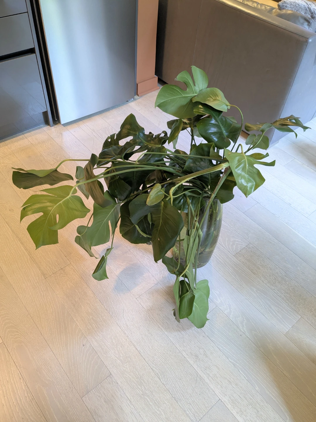 Monstera Deliciosa Plant in Water - Ready to plant - photo 4