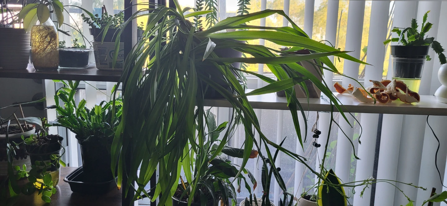 Spider Plant in blooming stage - photo 3