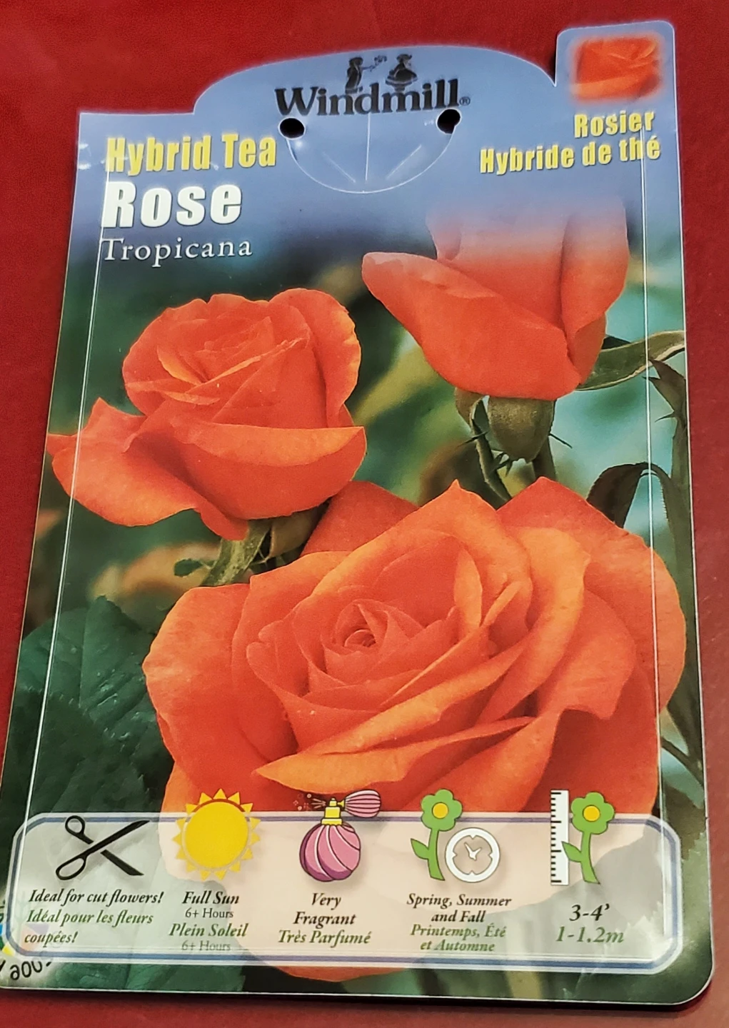 Tropicana - Hybrid Tea - photo 4