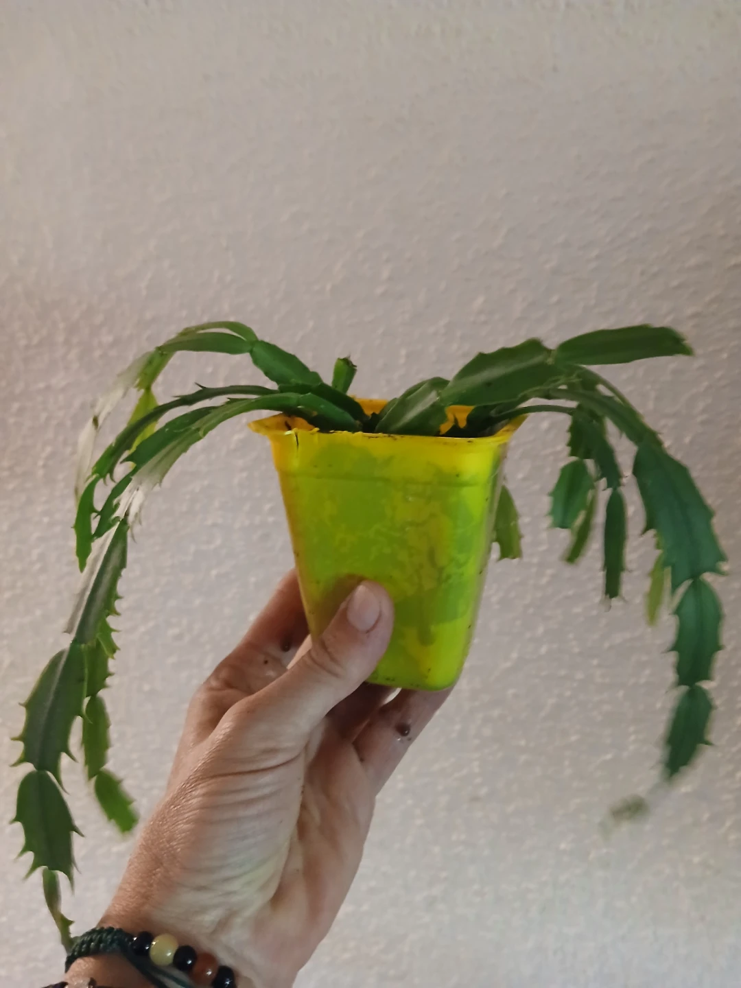 Christmas Cactus Plant #3