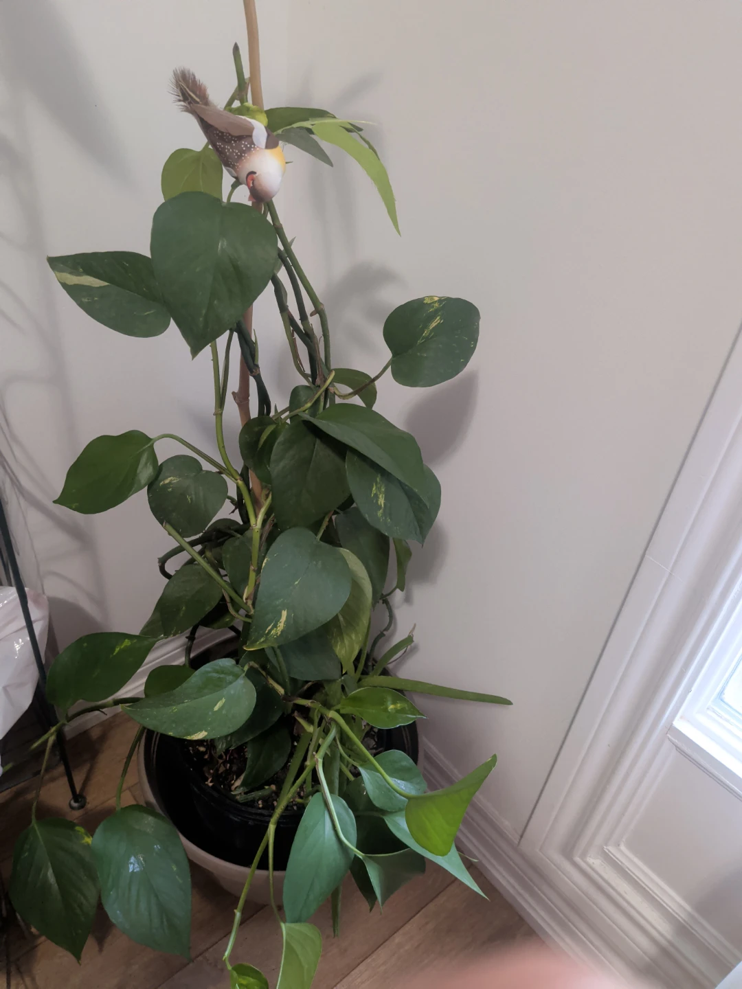 Aloe and Pothos plant in pot
