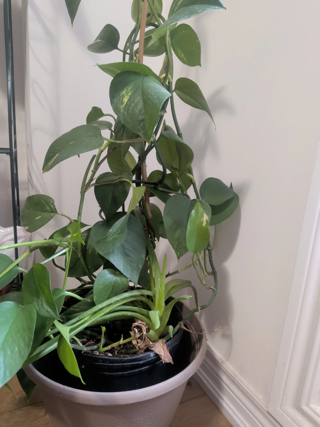 Aloe and Pothos plant in pot - photo 2