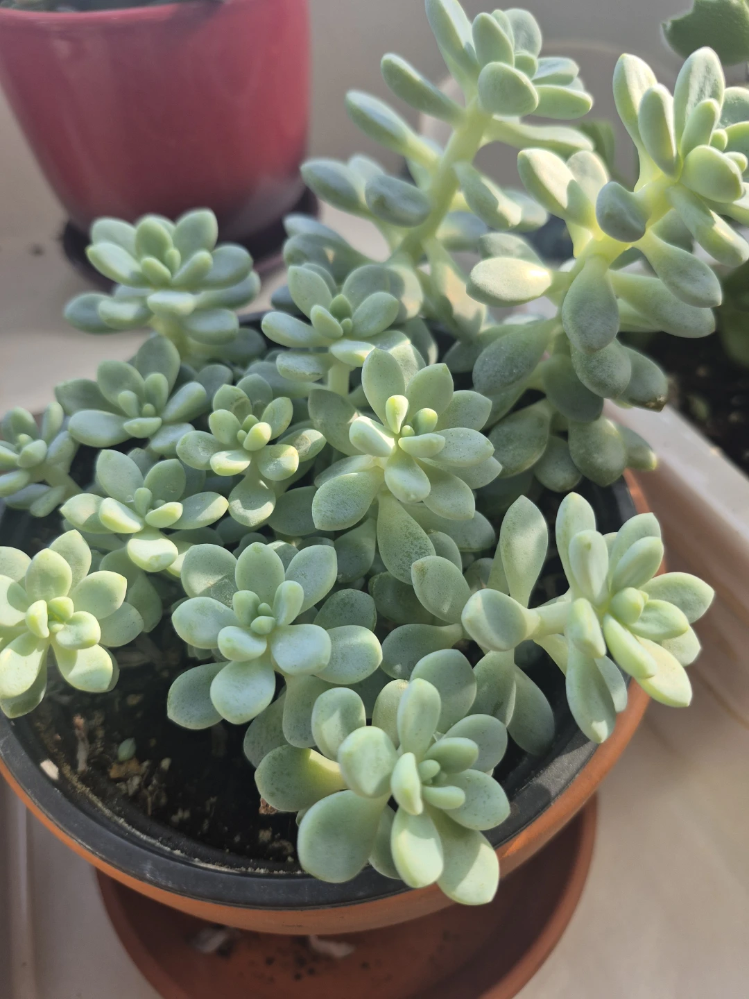 Healthy Sedum Succulent Plant