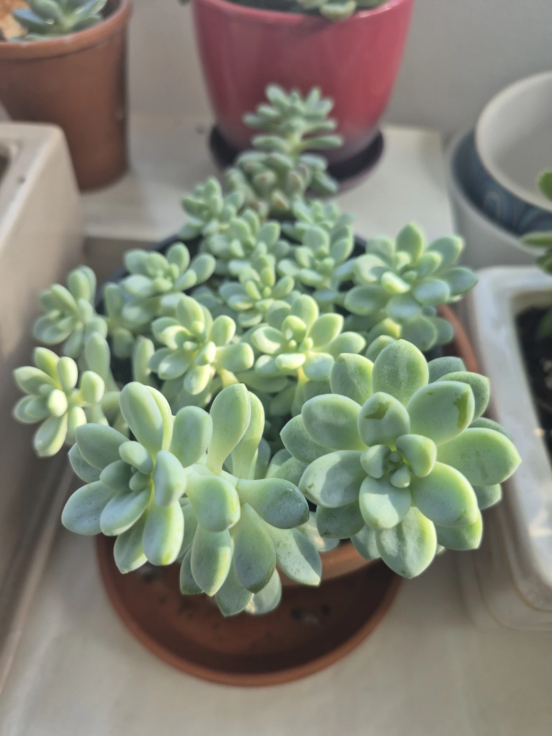 Healthy Sedum Succulent Plant - photo 2