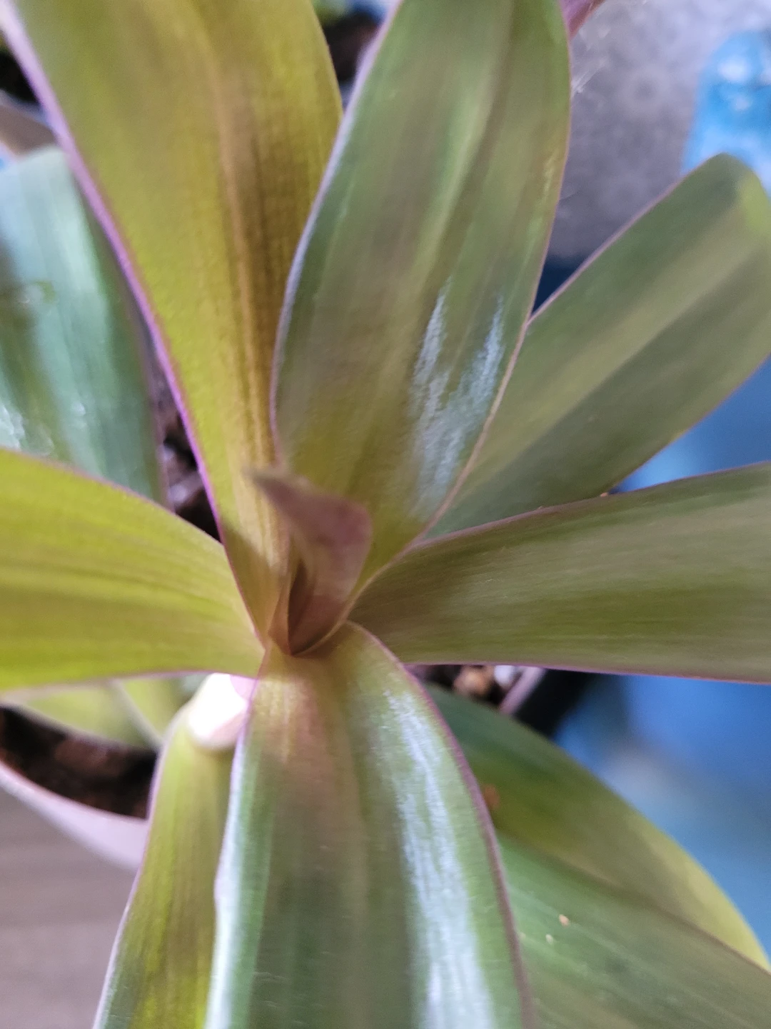 Tradescantia Zebrina Plant - photo 2
