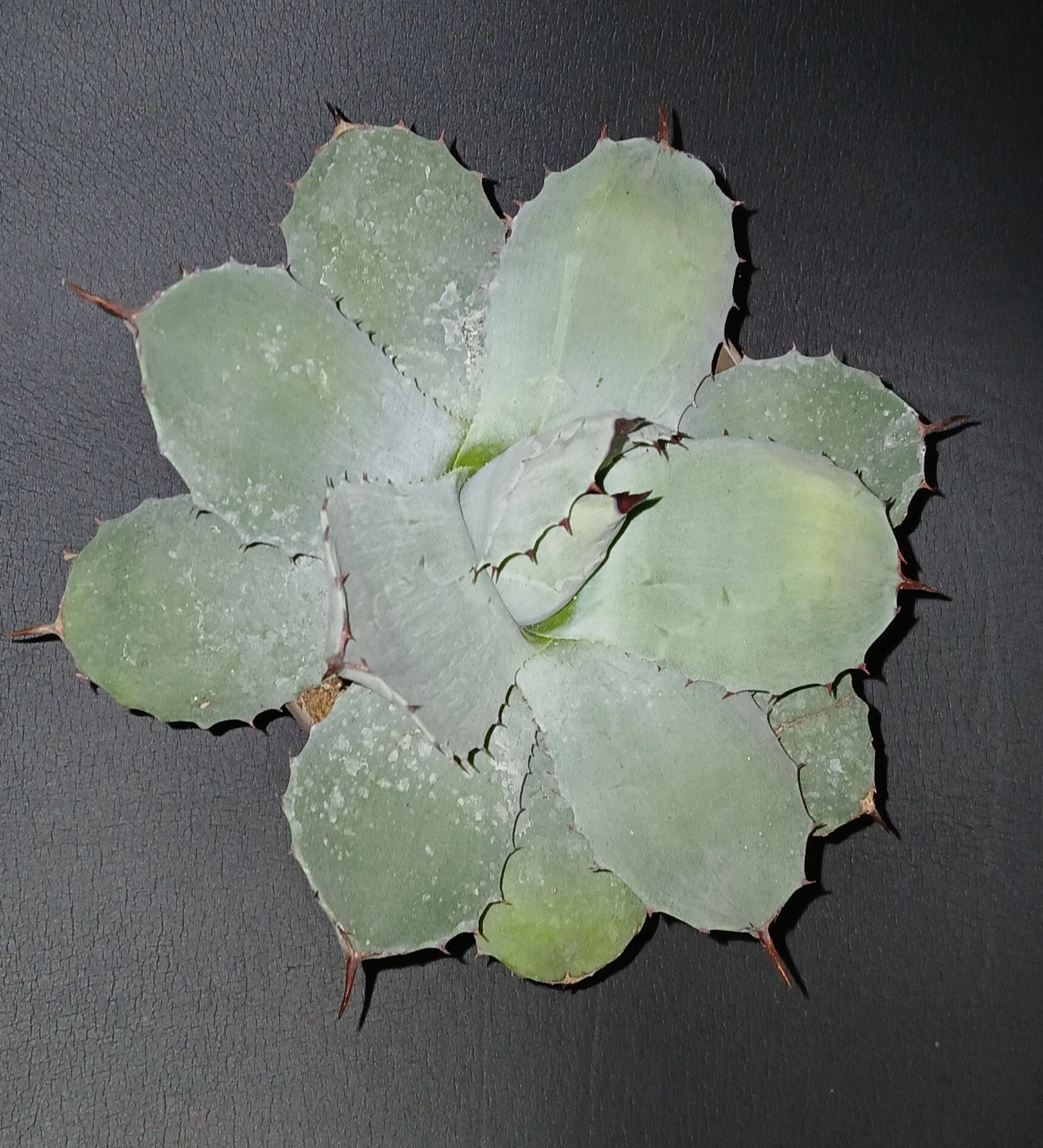 Agave isthmensis (blue ~ gray colour) Plant