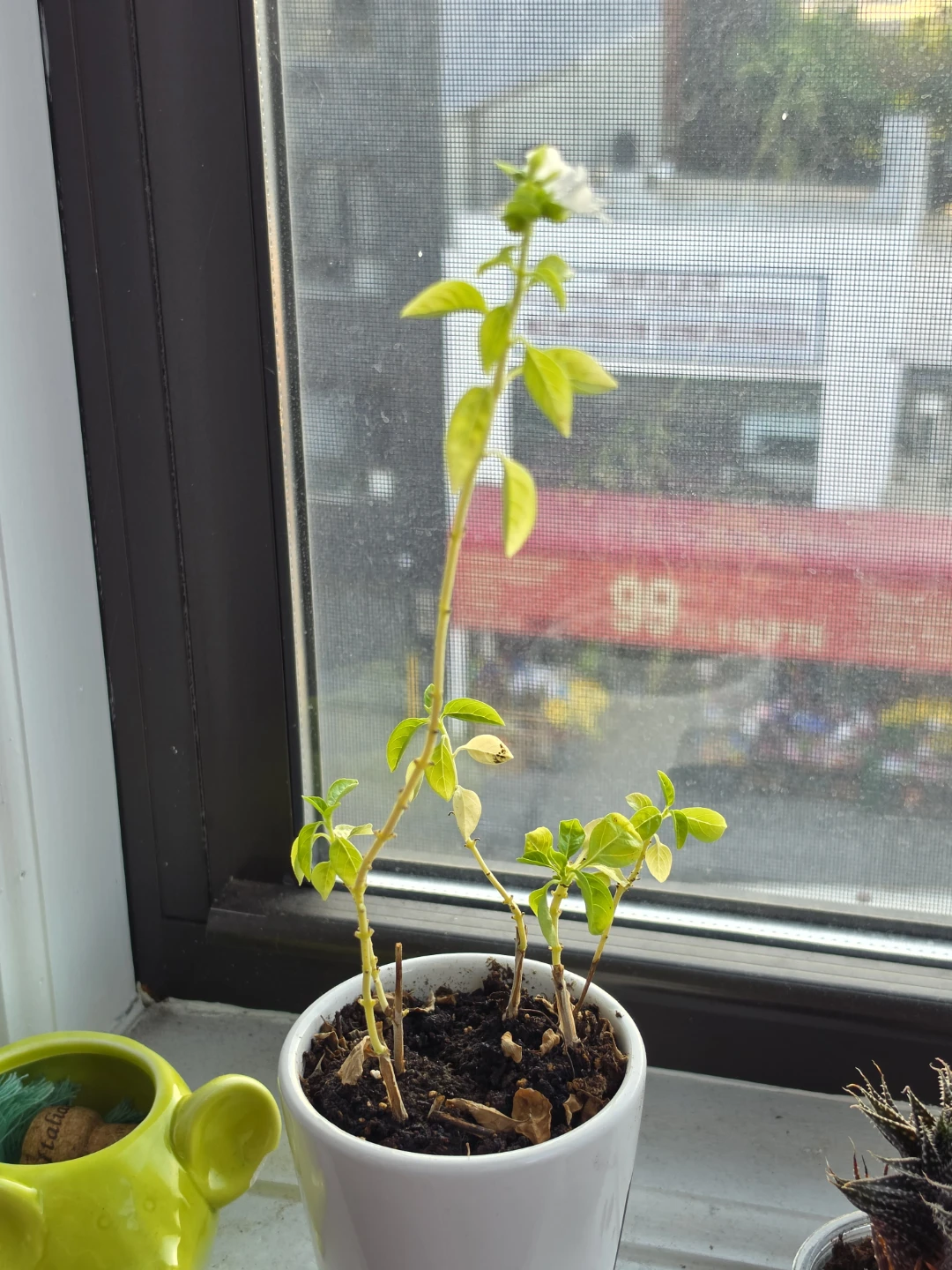 Basil Plant