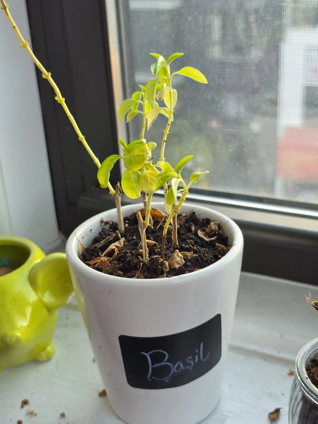 Basil Plant - photo 2