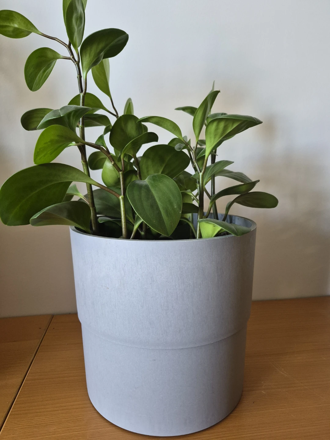 Peperomia Obtusifolia Plant in Pot - photo 2