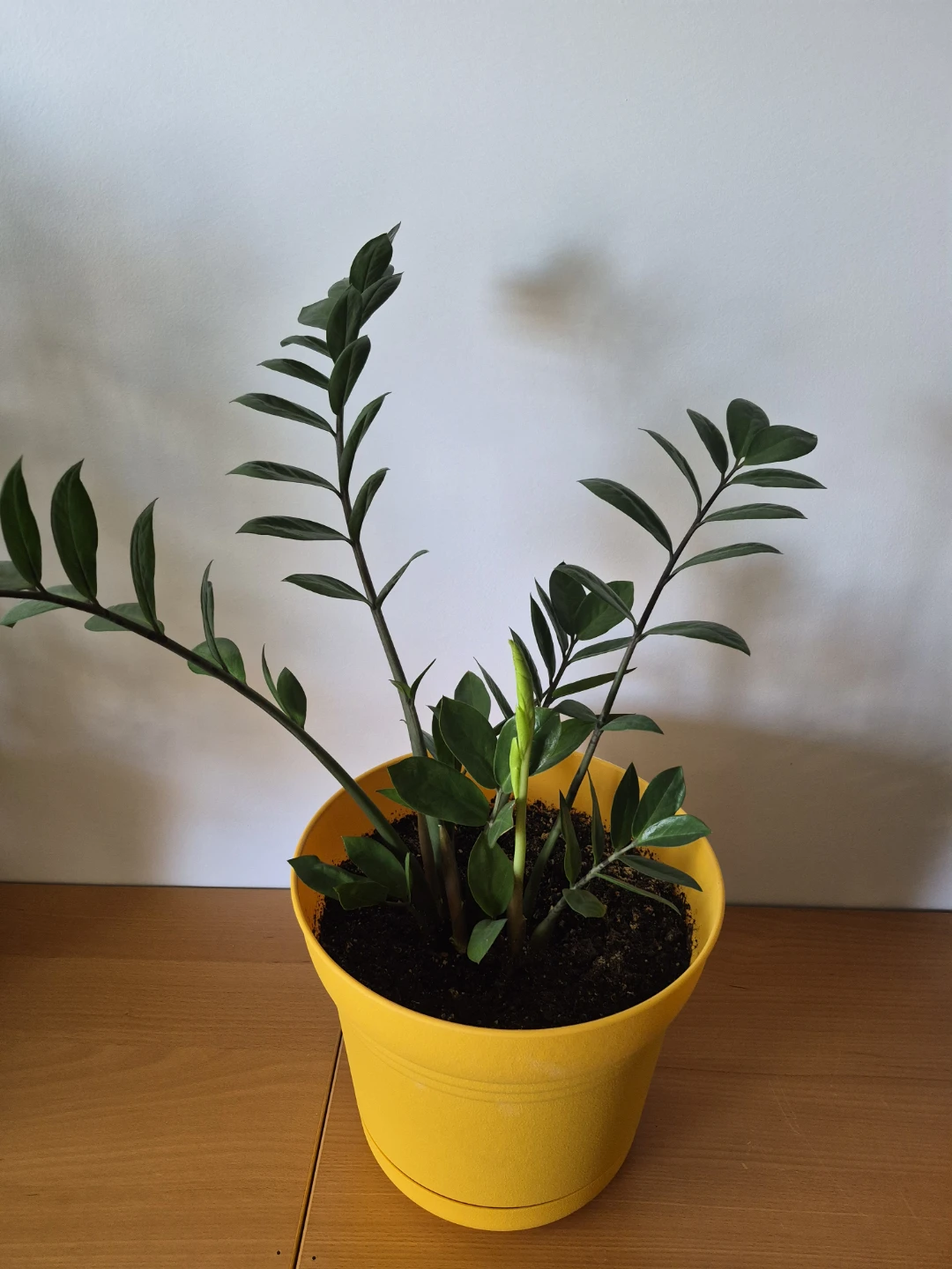 Peperomia Obtusifolia Plant in Pot - photo 4