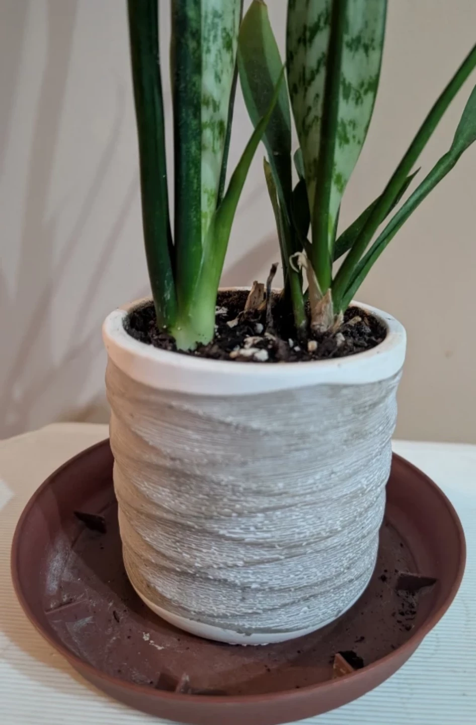 Healthy Indoor Snake Plant in Decorative Pot - photo 3