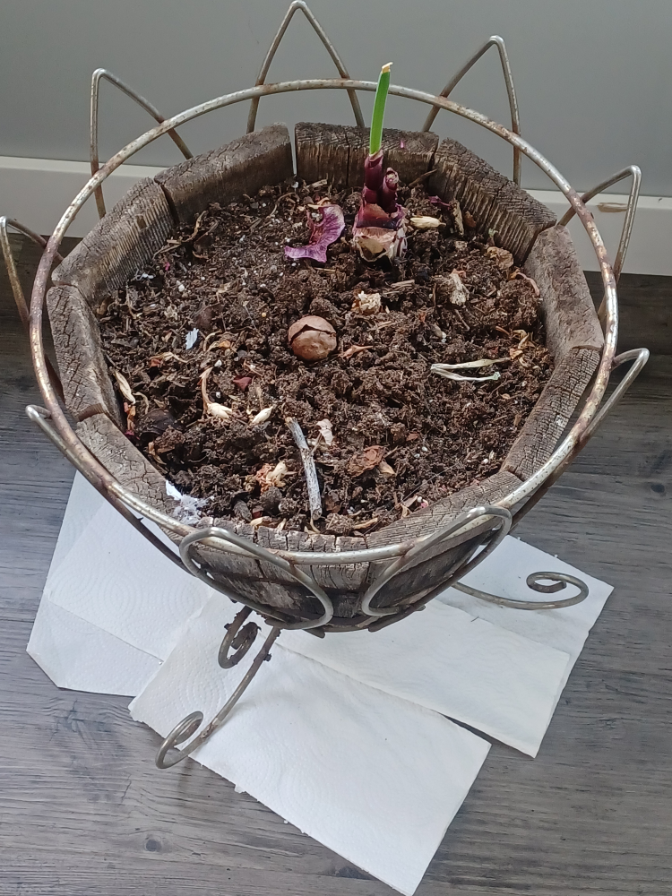 Plant Pot