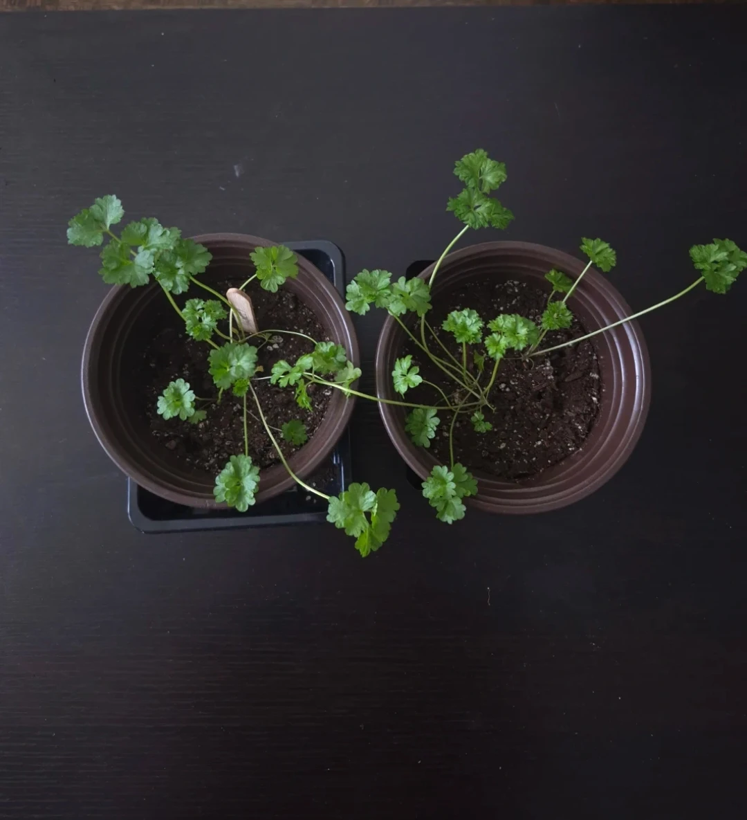 Parsely Herbs