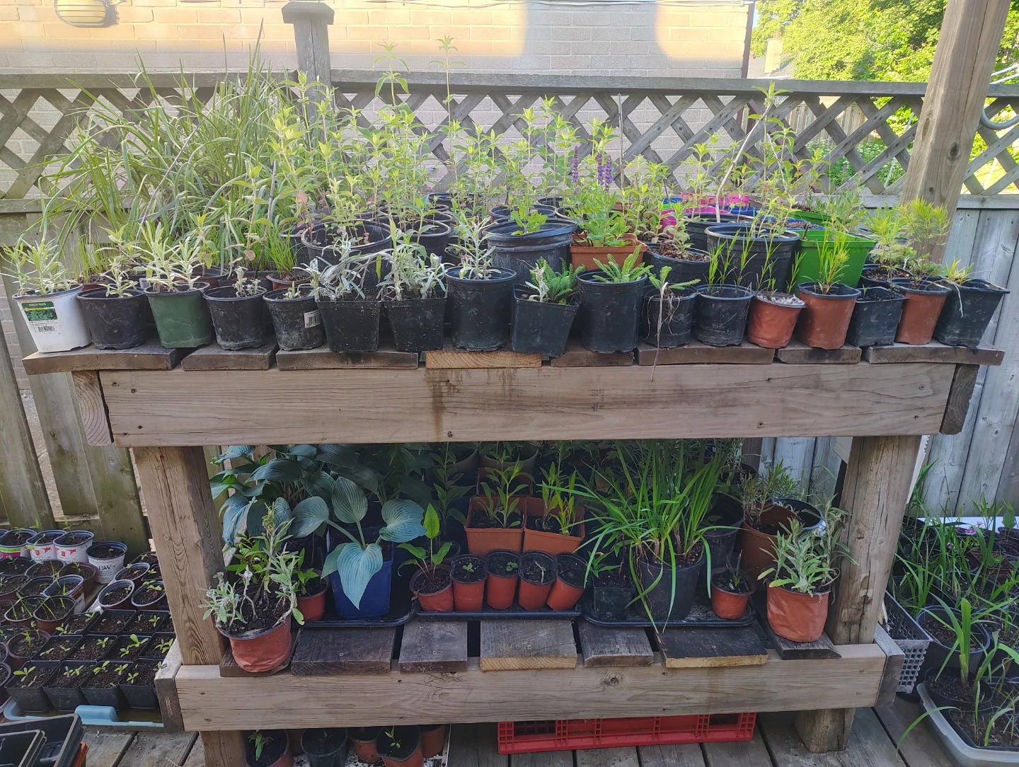 Perennials for sale - photo 3