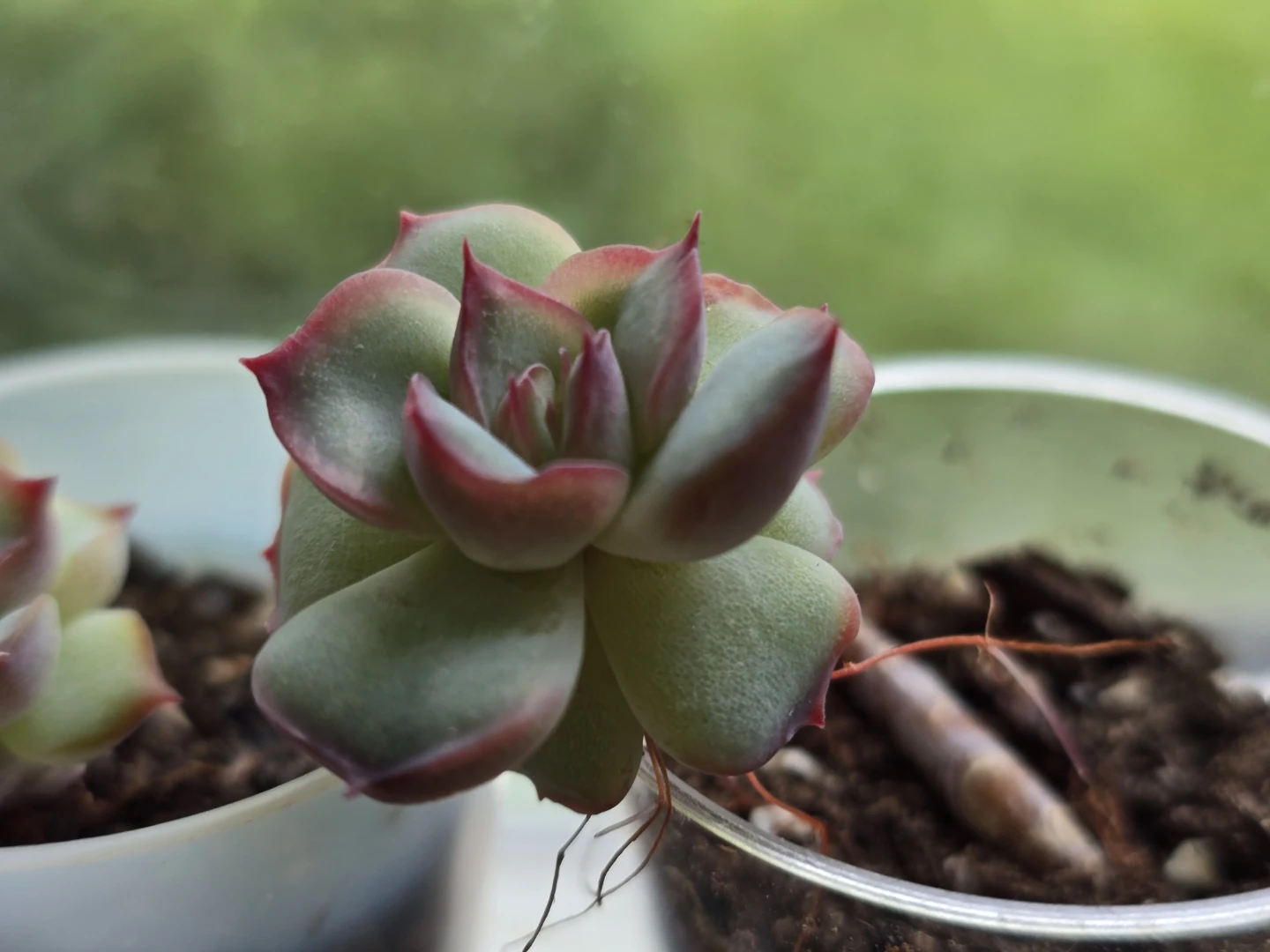 Rare succulent with green leaf and red edge
