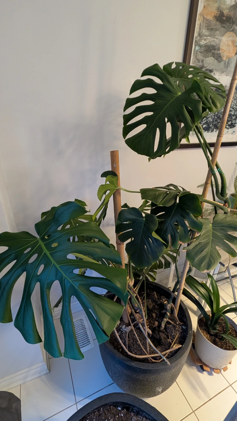 Monstera Deliciosa Plant - photo 2