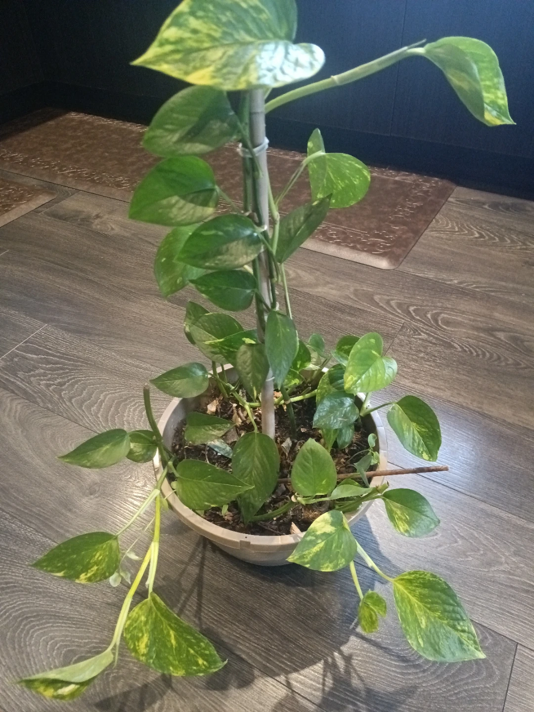 “Large Variegated Pothos — $25 — Eglinton & Keele”