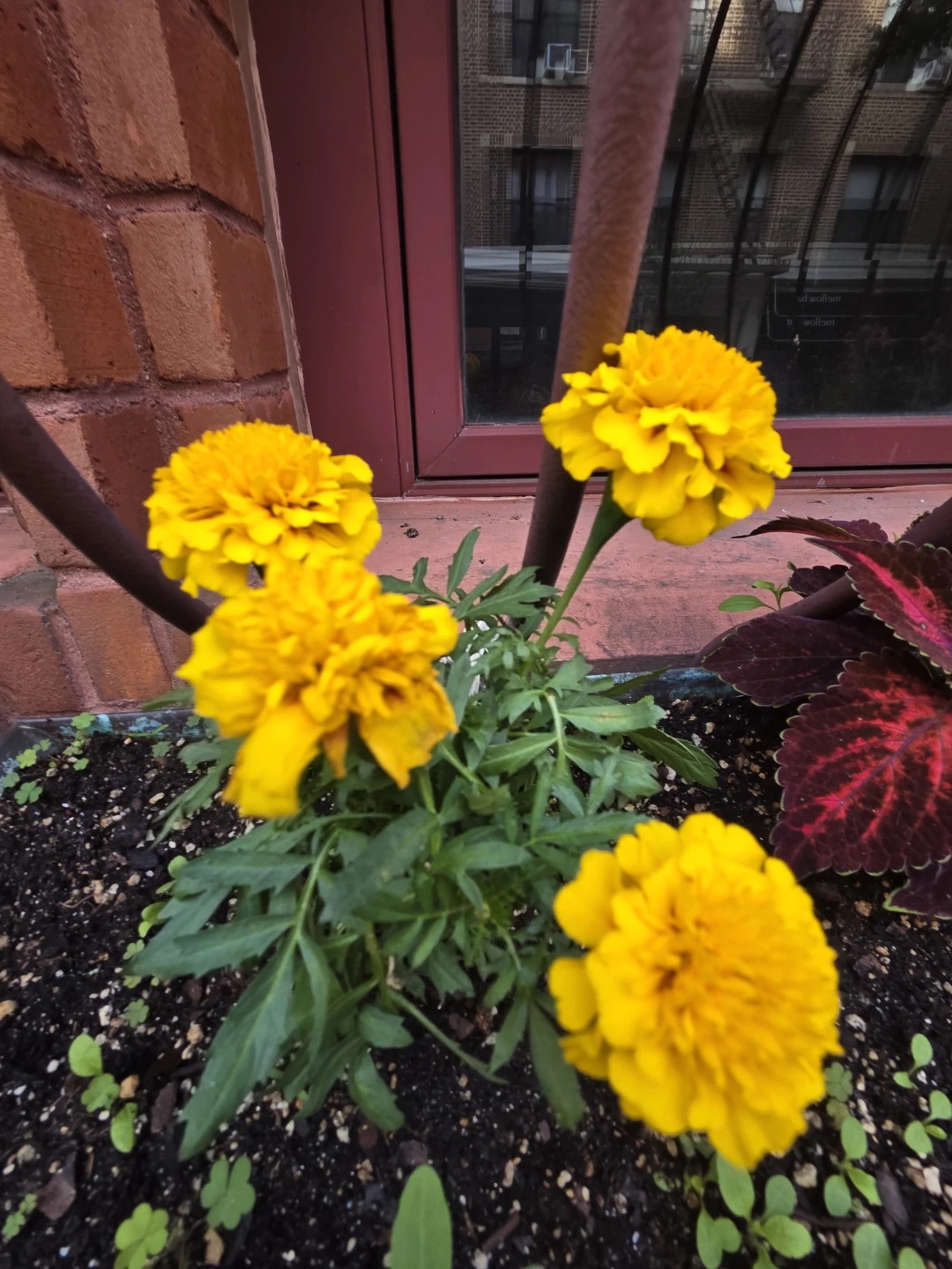Yellow Marigold Plant