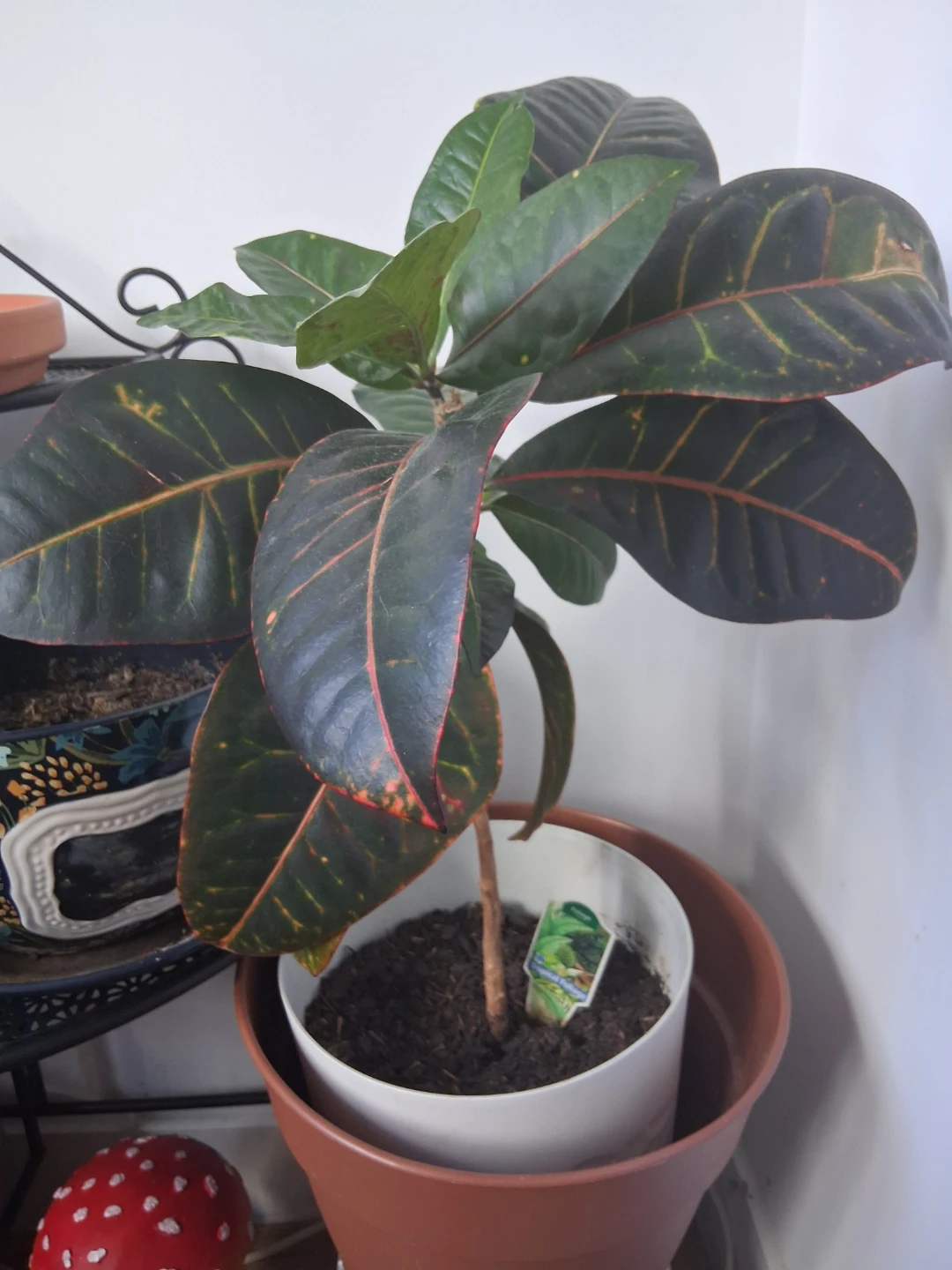 Croton Plant - Tropical Foliage