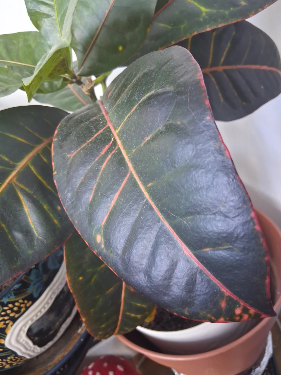 Croton Plant - Tropical Foliage - photo 4