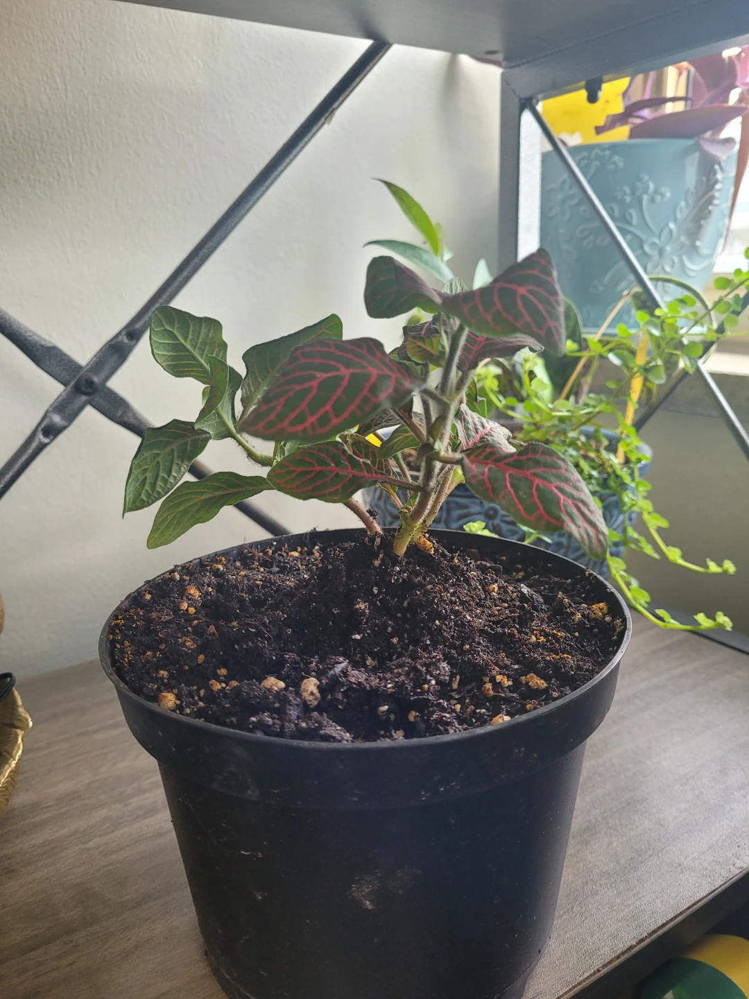 Fittonia Plant 6" pot - photo 2
