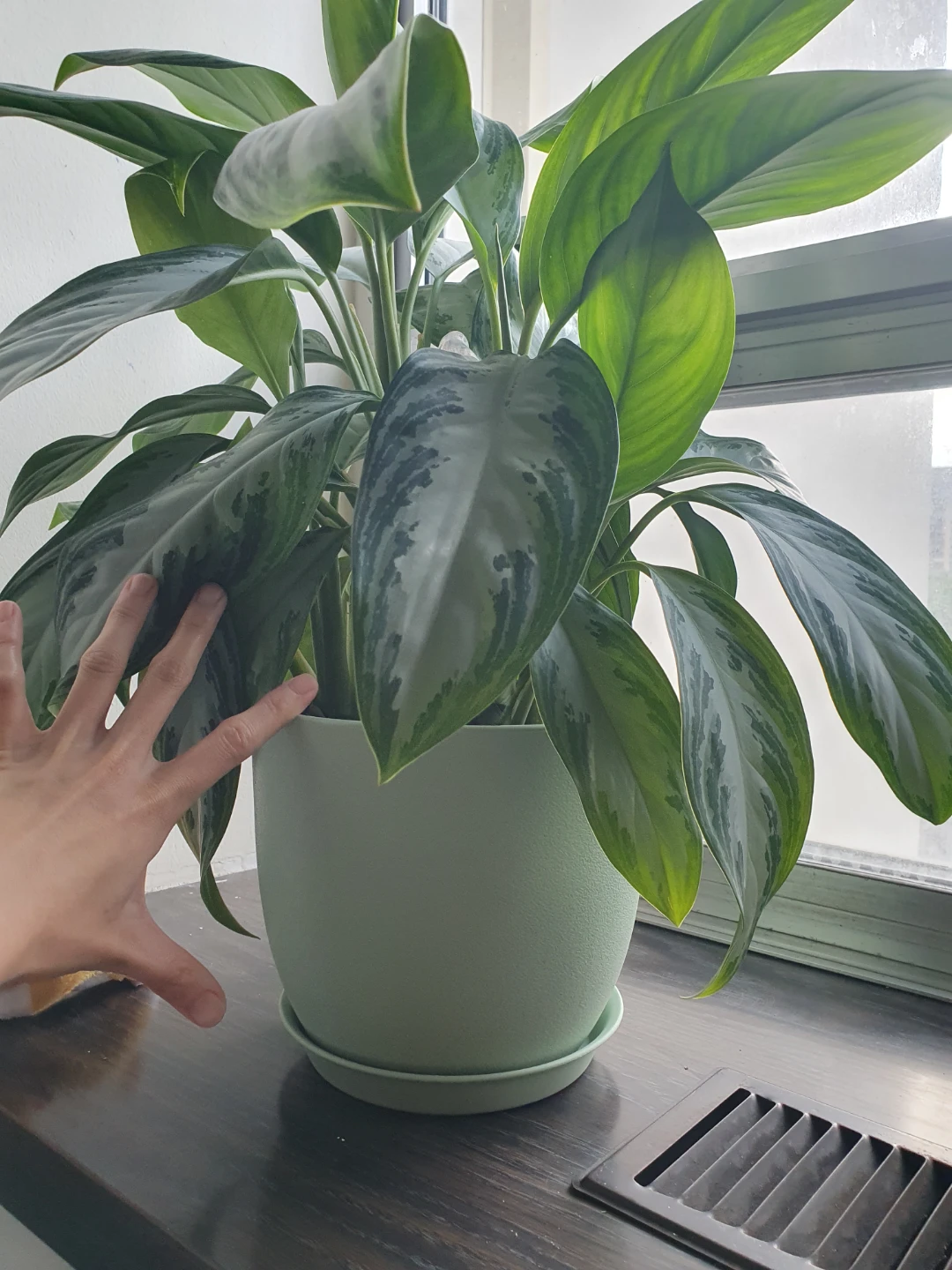 Health plant