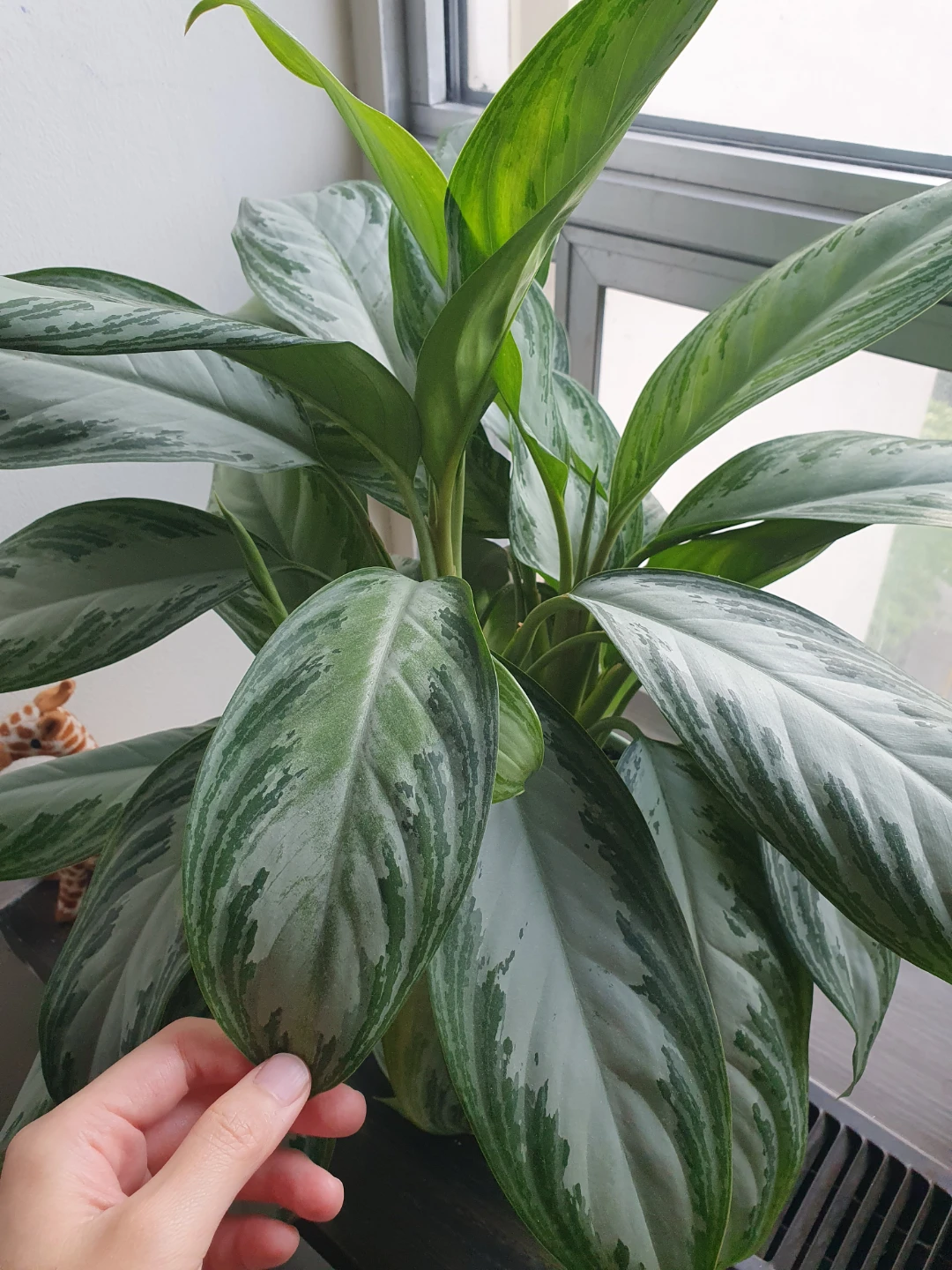 Health plant - photo 2